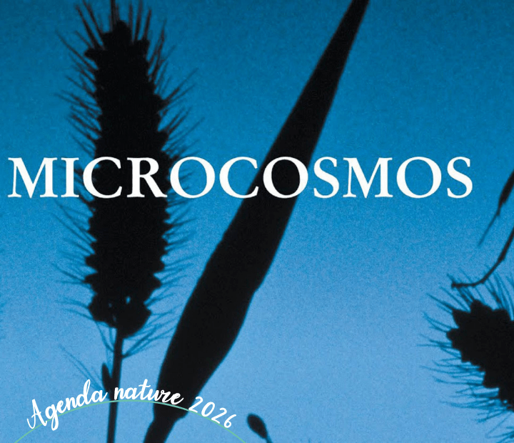 Microcosmos. Le peuple de l'herbe - Cinéma plein air