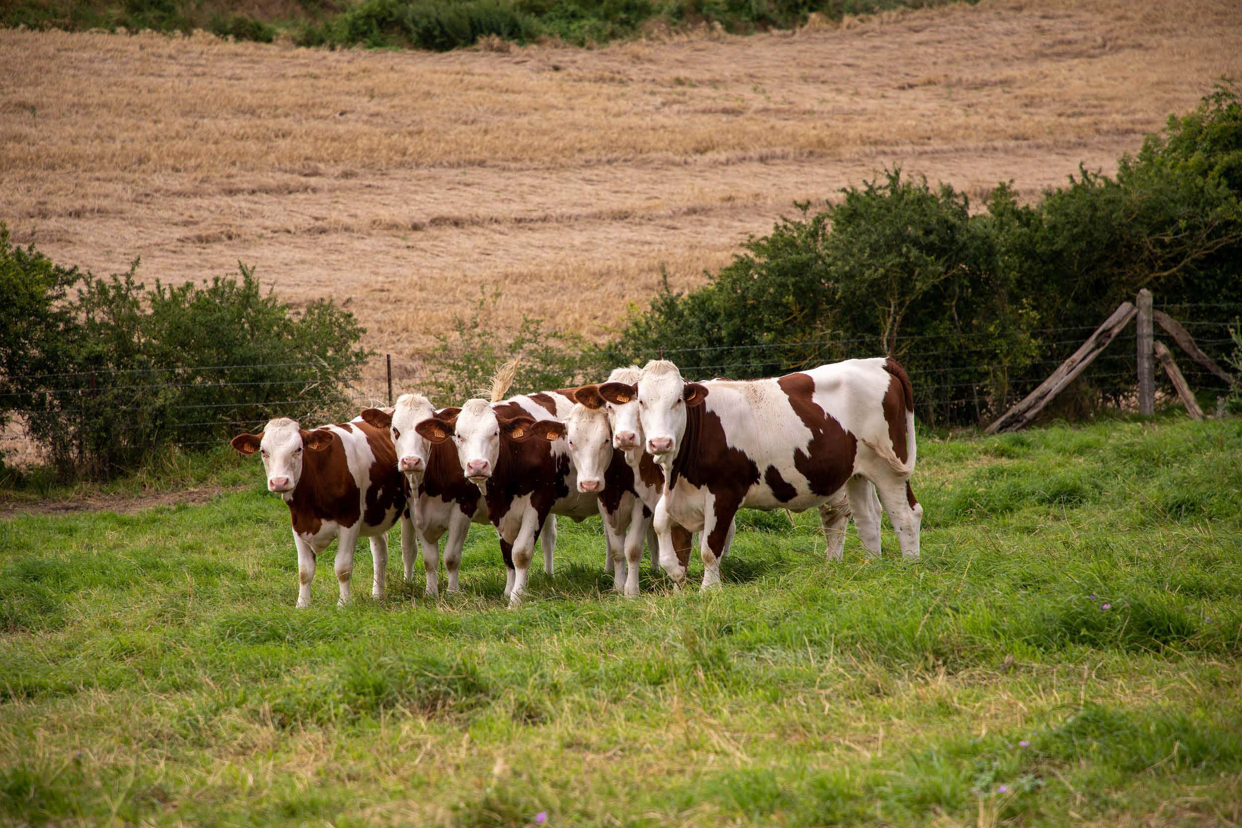Les petits déjeuners du patrimoine - Du pré au musée